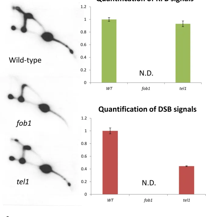Figure 4. In the tel1 mutant, the amount of DSBs is less than that of the  wild-type.  