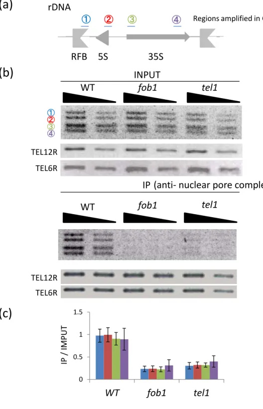 Figure 5. ChIP analysis for rDNA-nuclear pore complex associations  in the fob1 mutant and the tel1 mutant