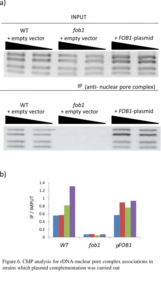 Figure 6. ChIP analysis for rDNA-nuclear pore complex associations in  strains which plasmid complementation was carried out 