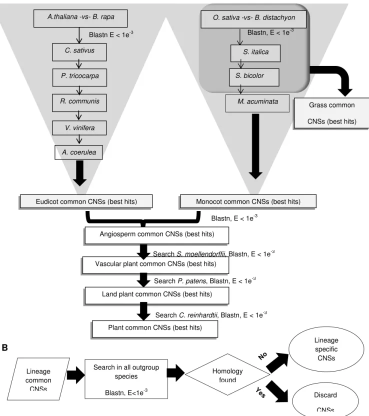 Figure  2.1  -  The  flow  charts  of  the  lineage  specific  CNS  determination.  (A)  Flow  chart  for 
