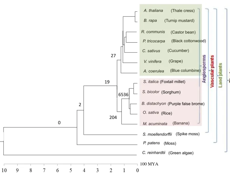 Figure 2.3 - Phylogenetic tree with the number of lineage specific CNSs. 