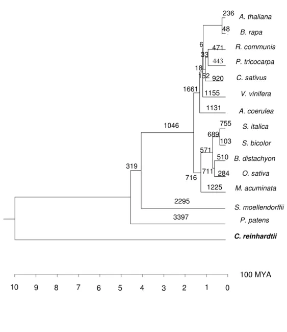 Figure  2.4  – The lineage specific loss of ancestral CNSs. The values on branches represent the 