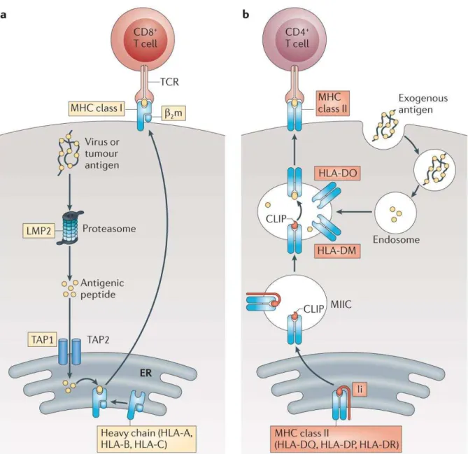 Figure 1.2: Antigen presentation pathway of MHC class I &amp; II molecules 