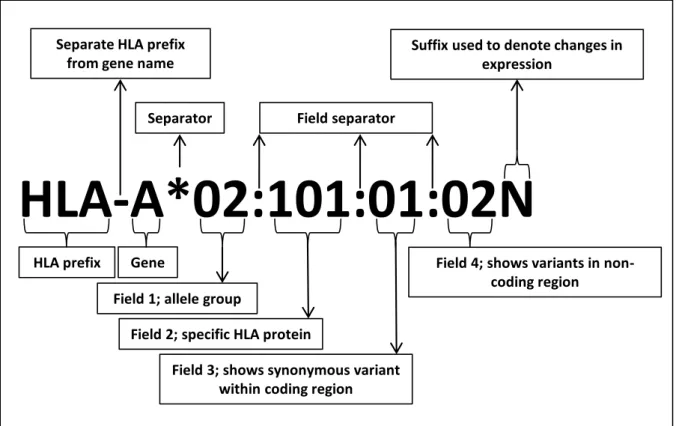 Figure 1.5: Criteria for nomenclature of HLA alleles/genes (March  et al. 2010) 