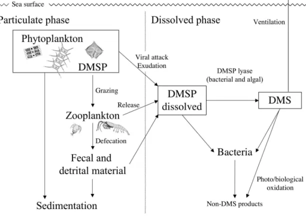 Fig. 1-4.    Schematic representation of dimethylated sulfur processes in the surface ocean
