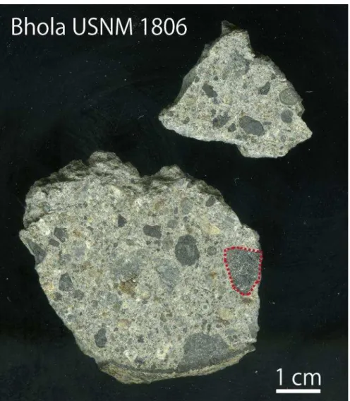 図 1.3 Bhola USNM 1806 実体顕微鏡写真 