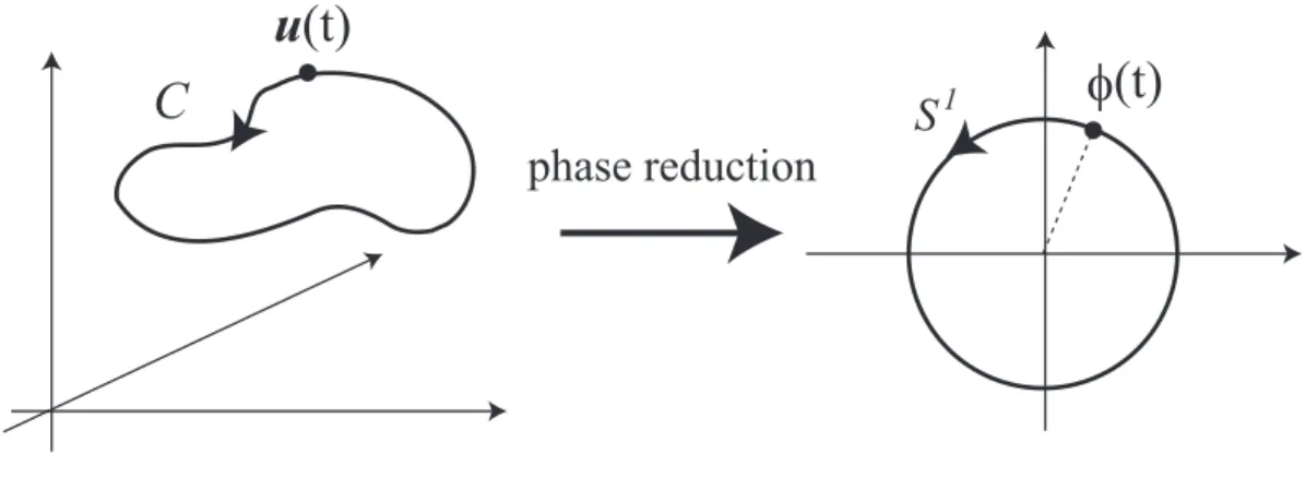 Figure 1.4: Phase reduction of a dynamical system that has a limit cycle C.