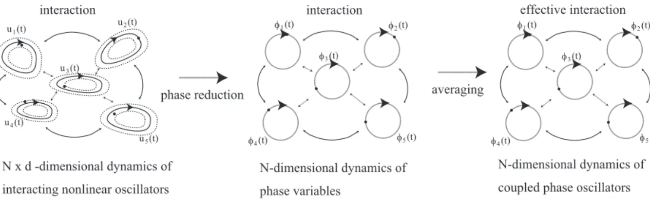 Figure 1.5: Phase reduction from interacting nonlinear oscillators to coupled phase oscillators.