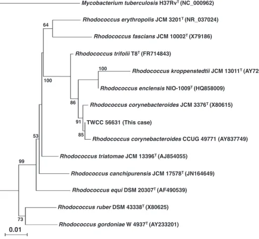 Fig. 3 Neighbour-joining  tree  based  on  16S  rRNA  gene  sequences  (approximately  1,500  bp) showing the relationship of TWCC 56,631 and the closely related Rhodococcus species.  Bootstrap values＞50% (based on 1,000 replications) are shown at the bran