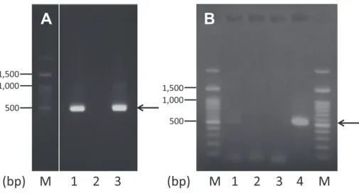 Fig. 2 Detection  of Toxoplasma gondii  B1  gene  with  the  nested  polymerase  chain  reaction technique