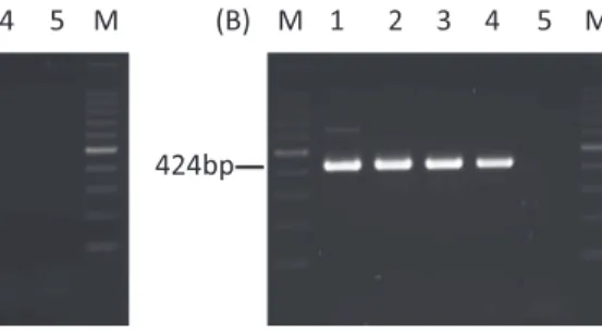 Fig. 3 Results  of  sensitivity  of  detection  with  the  newly-developed  PCR assay