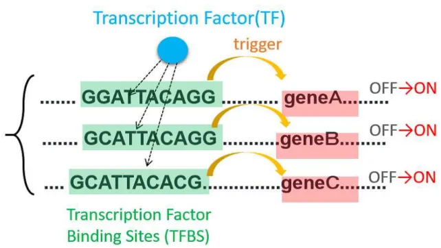 Fig. 3.1 A schematic view of the gene activation by binding a transcription factor to the transcription factor binding site