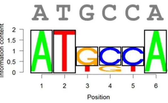 Fig. 3.3 The representation of the position weight matrix. The vertical axis represents the information content for each letter (shown with the size of each letter)