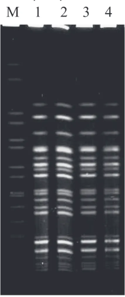 Fig. 2 PFGE  patterns  of  XbaI  digested  DNA  from  EHEC  O157: H- strains