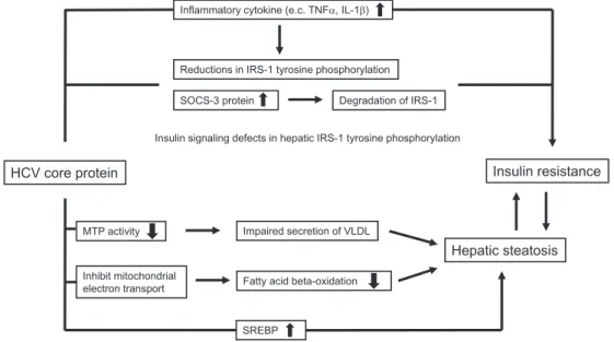 Fig. 1 Pathogenesis of insulin resistance in patients with chronic hepatitis C virus infec- Fig. 1 Pathogenesis of insulin resistance in patients with chronic hepatitis C virus infec-tion.