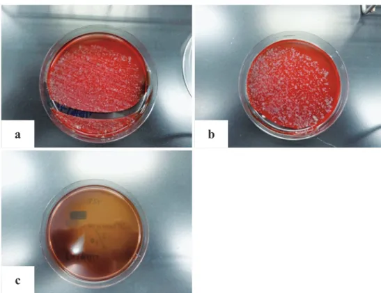 Fig. 3 Test of the maximum growth temperature of M. chelonae. To test the maximum growth temperature of M