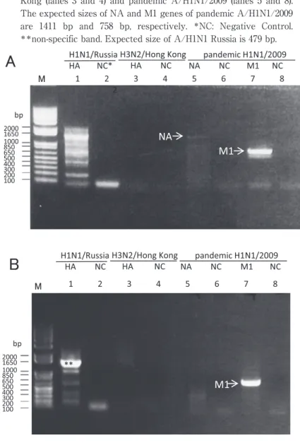 Fig. 1 RT-PCR  products  from  patientʼs samples. A)  patient case 10  B)  patient  case  13  M:  size  marker.  RT-PCR  was  performed  with  primers specific for A/H1N1/Russia (lanes 1 and 2), A/H3N2/Hong  Kong  (lanes  3  and  4)  and  pandemic  A/H1N1/