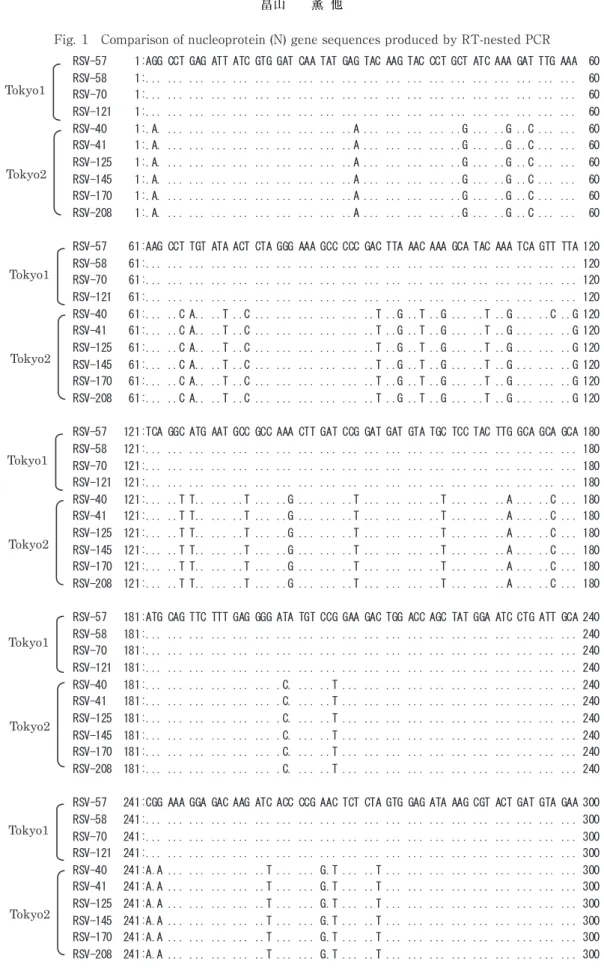 Fig. 1 Comparison of nucleoprotein (N) gene sequences produced by RT-nested PCR 2．N 遺伝子の系統樹解析 高免株，西ヶ原株，小松川株，RC-HL 株および NBCI に登録されている世界各地の狂犬病ウイルス 86 株の 遺伝子配列を選択し，凍結保存株 10 株の塩基配列を加えた 96 株について，N 遺伝子領域（490bp）の系統樹解析を行った（Fig
