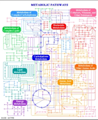 図 3.2: 典型的な代謝経路