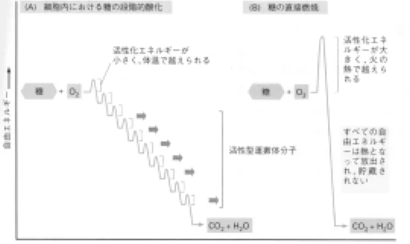 図 3.3: 糖の分解とエネルギー