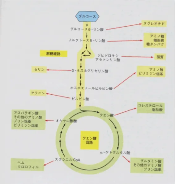 図 3.7: 解糖系とクエン酸回路の中間生成物と、生合成反応系の関係