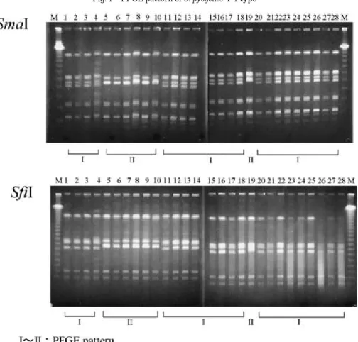 Fig. 1 PFGE pattern of S. pyogenes T-1 type