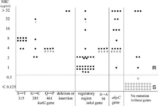 Fig. 4 に ahpC 遺伝子の調節領域の変異と MIC 値 について示した．16〜32µg! mL 以上の高い MIC 値を示す株は 9 株で，転写開始点より上流の―81 あるいは―54 の C が T へ変異していた．8 µ g ! mL 以下の MIC 値を示す株は 6 株で，―88 あるいは― 51，―48 の G が A へ変異していた． ビットスペクトル SR 法で INH に不完全耐性 （INH0.2 耐性，INH1.0 感受性）であった 37 株の MIC 値は大部分 1〜4 µ g !