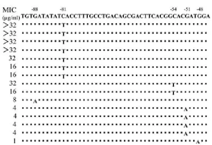 Fig. 5 Association between MIC to streptomycin and amino acid mutation in rpsL gene or nucleic acid mutation in rrs gene