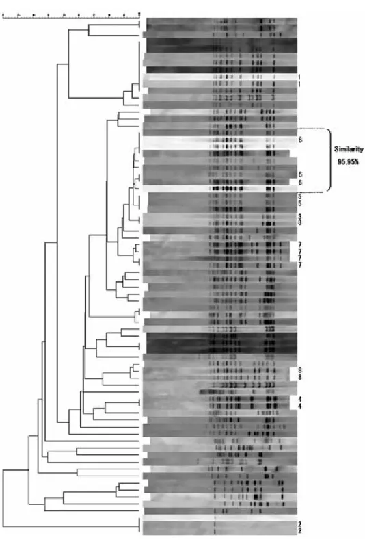 Fig. 1 Cluster analysis of RFLP patterns of 74 isolates of M. tuberculosis and similar- similar-ity of patterns from Outbreak 6