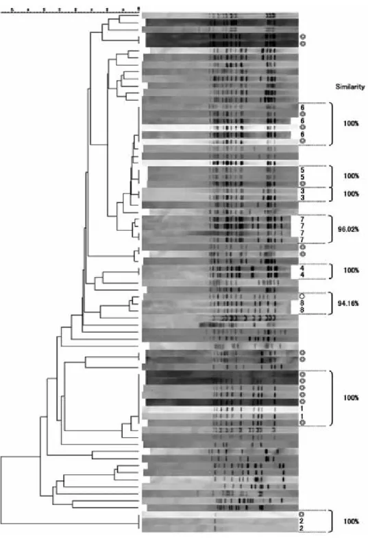 Fig. 2 Cluster analysis of RFLP patterns of 74 isolates of M. tuberculosis and similar- similar-ity of clusters including patterns from each outbreak 