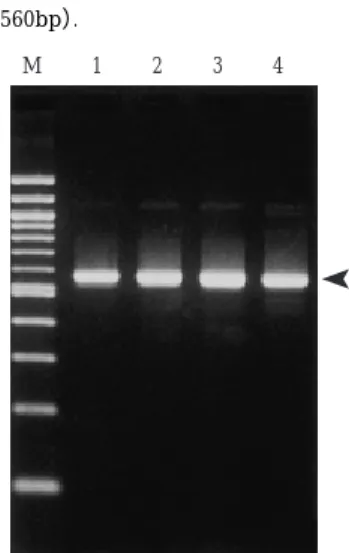 Fig . 2 Detection of Cyclospora 18 SrRNA gene by PCR with the primer pair CYC1FE and CYC4RB.