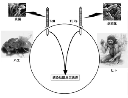 図 1 ハエとヒトに共通する病原体認識分子 Toll と Toll-like receptor ハエとヒトの病原体認識分子 Toll と TLR を示す． ハエは Toll が真菌感染を察知し， 活性化シグナルを伝達し，抗菌ペプチド産生などの防御反応が誘導される．ヒトにお いては Toll-like receptor（TLR）が病原体成分を認識して同様な活性化シグナルを伝達 し，獲得免疫も含めた免疫応答を誘導する． 図 2 Toll-like receptor の構造と特異性 ヒトは 10 個の TLR を