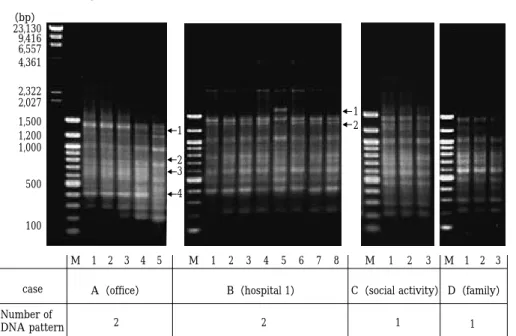Fig . 3 DNA finger printing of Mycobacterium tuberculosis by AP-PCR method-1