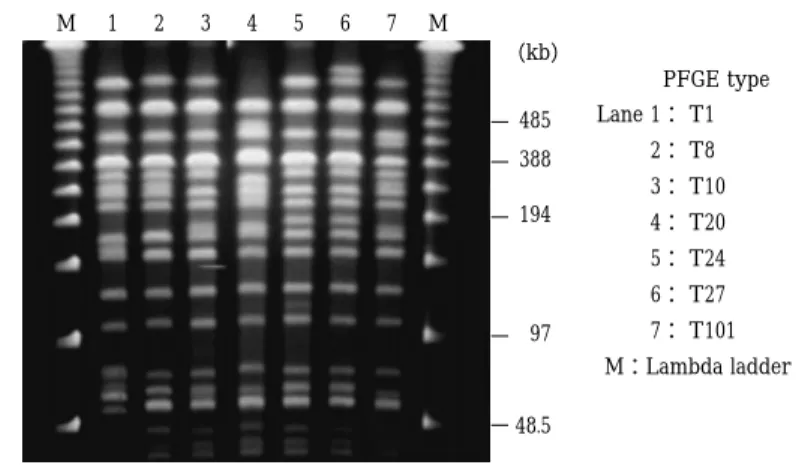 Fig. 2 Main types of PFGE pattern of XbaI-digested genomic DNA from O157：H7 isolates in Chugoku-Shikoku area