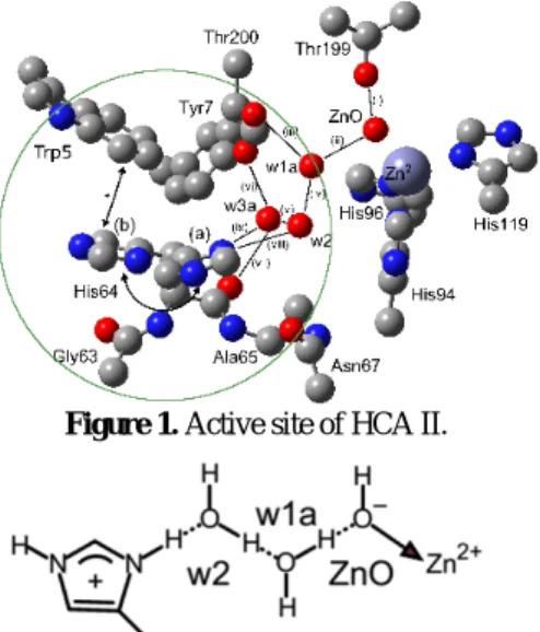 Figure 1 The representation of the  active site of HCA II 