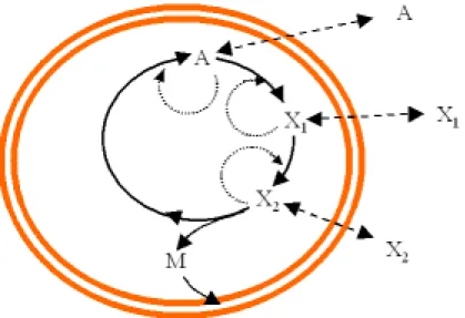 図 4.2: モデル 1S：自己触媒 1 サイクル系単純拡散モデル。反応は膜生成反応以外全て自 己触媒的に進む。太線は反応経路、点線は触媒経路を示し、大きな破線は物質の膜透過を 表す。膜物質 M は中間生成物 X 2 からのみ生成され、膜に取り込まれるものとする。