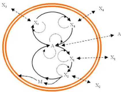 図 4.4: モデル 2S ：自己触媒 2 サイクル系単純拡散版。モデル 1S と同様にすべて自己触媒 的な反応になっている。各線の意味はモデル 1S と同様であるので、説明を省略する。モ デル 1S に加えて A → X 3 → X 4 → A の反応経路が追加されている。二つの反応経路が物 質 A を介してカップリングしている。膜物質はモデル 1S と同様に物質 X 2 からしかでき ないものとする。 反応速度式を以下に示す。 d [A]