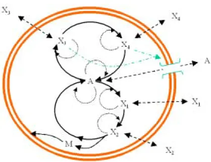 図 4.5: モデル 2F：自己触媒 2 サイクル系促進拡散版。内部反応系はモデル 2S と同様で あるが内部物質 X 3 、 X 4 の濃度に依存して栄養物質 A の透過率が変動する。各線の意味は モデル 1F と同様。 培地の濃度変化に関して以下に示す。 d [A] dt = − N i=1