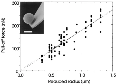 FIG. 1. Pull-off force versus reduced particle radius obtained from direct force measurements between silica microspheres.
