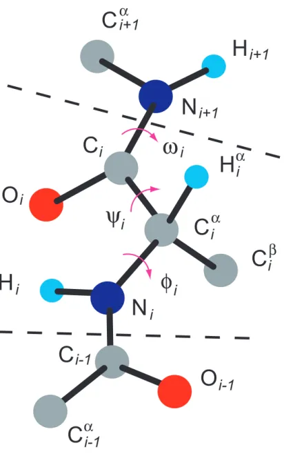 Figure 3.1: Dihedral angles for a polypeptide backbone. φ i , ψ i , and ω i are dihedral angles