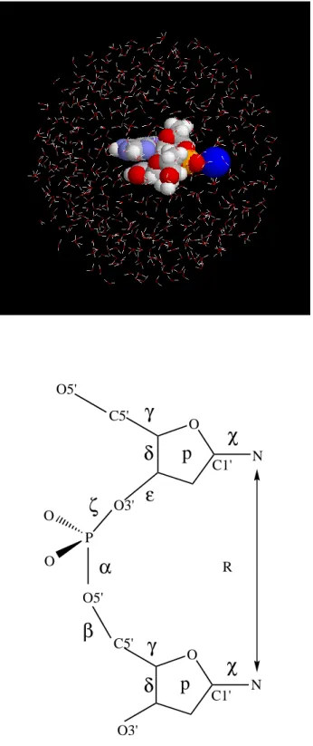 Figure 2.1: (a)The initial structure for the AT dimer, which is placed in the sphere of 529 TIP3P water molecules of radius of 18 ˚ A