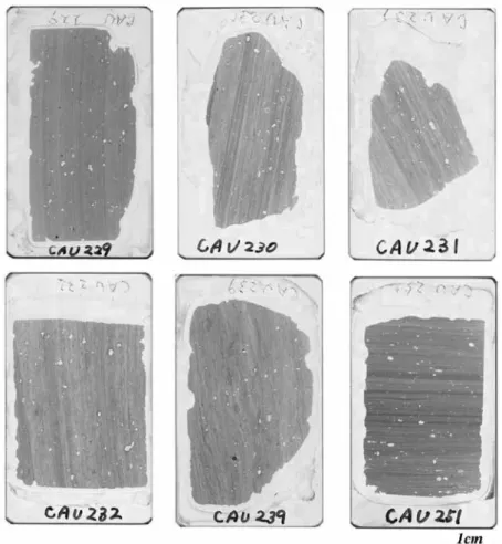 Figure 5  Thin sections of the specimens used in the present study.