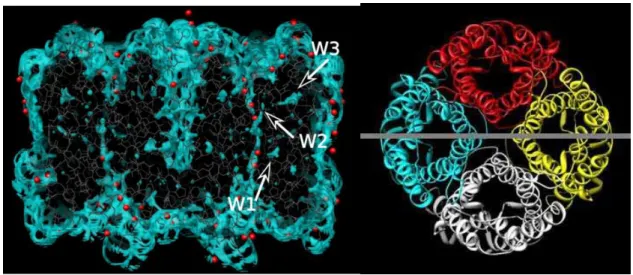 Figure 3.1  The side view of distribution of water molecules around AQPZ tetramer  (left) and the section line from top view (right)