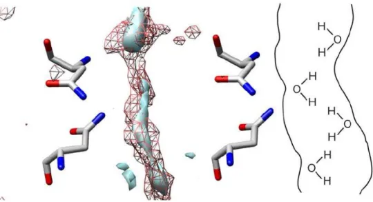 Figure 3.5   The distribution of oxygen (mesh surface) and hydrogen(solid surface) of  solvent water in the channel of monomer A of AQPZ