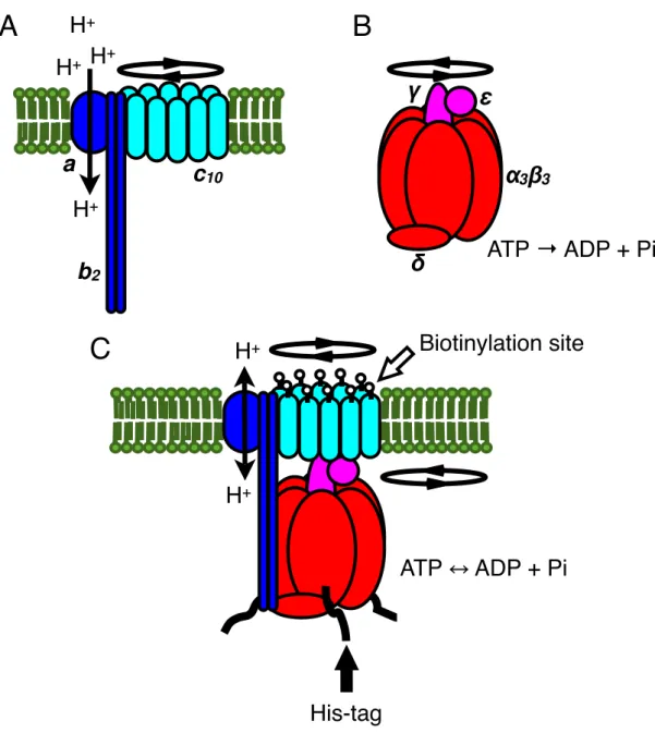 Figure 1.1.  Schematic  representation of the structure of F O F 1  (not to scale). (A) 