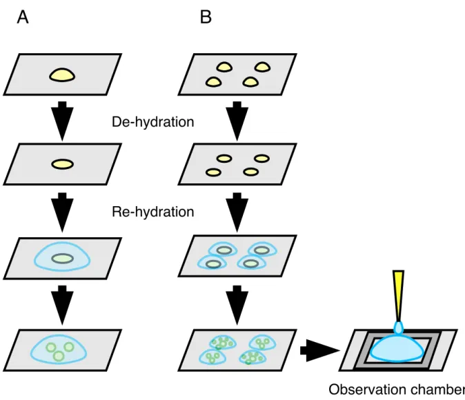 Figure 2.1.  Two different  preparations of giant liposomes for  observation under  a microscope