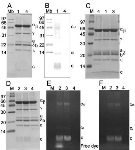 Figure  3.1.   Conﬁrmation  of  modiﬁcation  of  F O F 1   with  biotin  or  a  ﬂuorescent 