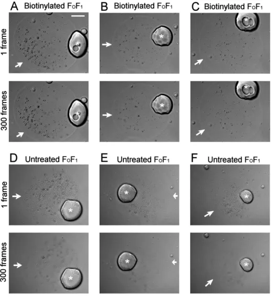 Figure 3.5.  Speciﬁc  binding of streptavidin-coated beads to biotinylated F O F 1   in 