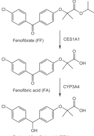 Fig.  2　Chemical  structures  of  each  test  compound  and  metabolic pathways.  