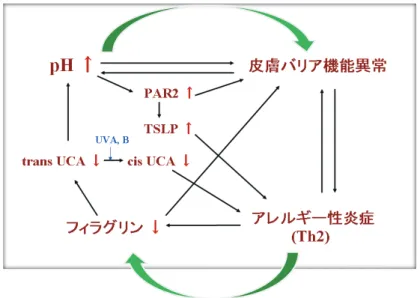 図 4  アトピー性皮膚炎患者における皮膚免疫バランス